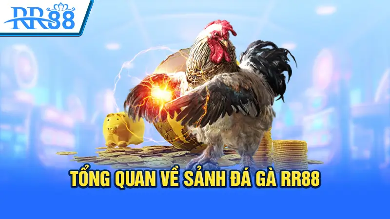 Giới Thiệu Sân Chơi Đá Gà RR88